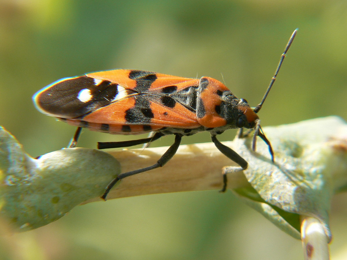 Lente macro autocostruita